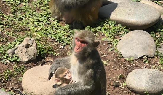 生态因子生物多样性监测系统方案 实时监测为生物多样性保护政策制定